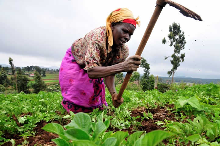 Support for Women in the Agricultural value chain